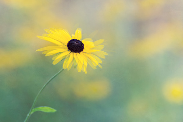 rudbeckia-little-suzy-2