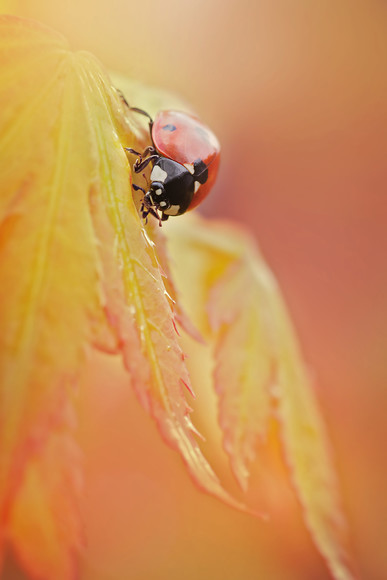 ladybird-(17) 
 a ladybird on an acer orange dream leaf 
 Keywords: acer palmatum, orange dream, foliage, tree, japanese maple, leaf, leaves, ladybird, ladybug, 7 spot, Coccinella 7 punctata, native, wildlife, insect, beetle, red, black, spots, Perthshire, Scotland, spring, April, nature, animal, antenna, beetle, closeup, coccinella, coleoptera, detail, ecology, elytra, entomology, macro, nature, petal, flower, flora, garden plant, single, spring, predominant pink color, red, colour image, coloured background, extreme close up, nature, one animal, romantic, colourful, colorful, outdoors, Scotland