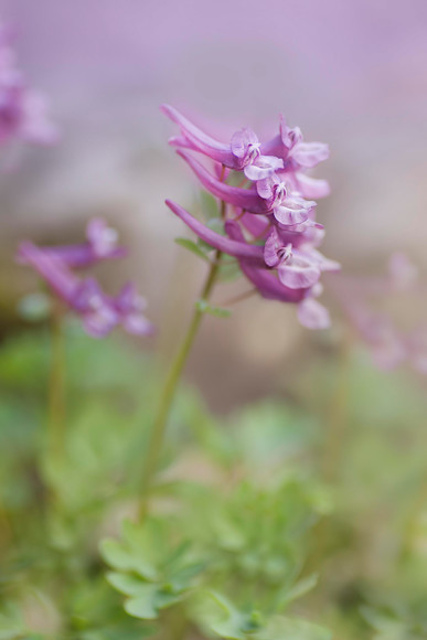 corydalis