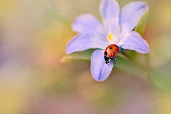 ladybird-(11) 
 Chionodoxa luciliae with a 7 spot ladybird 
 Keywords: Chionodoxa luciliae, glory of the snow, 7 spot ladybird, Coccinella septempunctata, nature