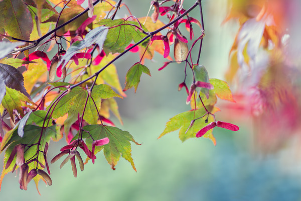 autumn-acer-seedheads 
 acer seedheads in autumn 
 Keywords: acer, leaves, foliage, seedheads, autumn, fall, garden, tree