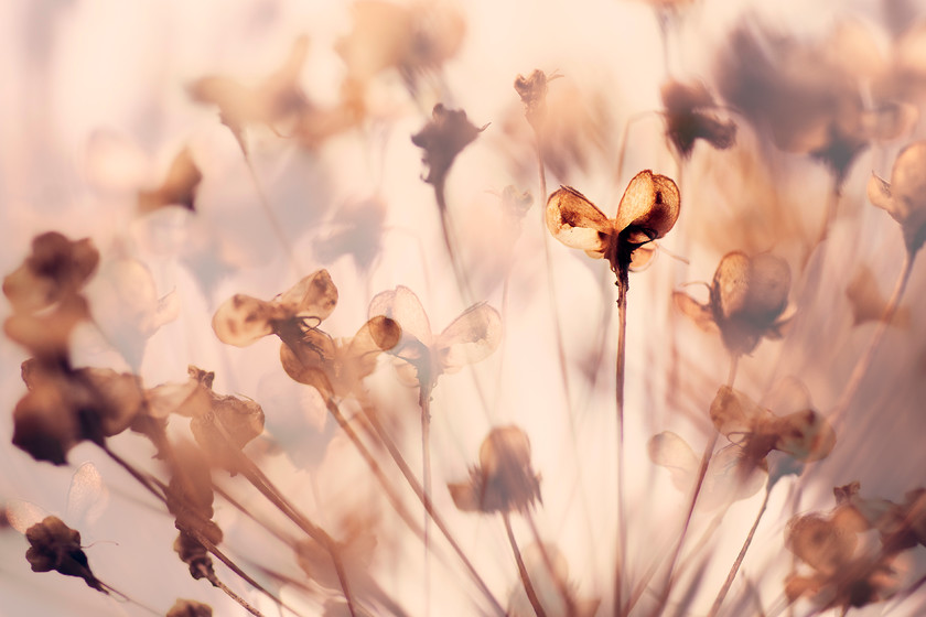 allium-double-exposure 
 allium seedhead 
 Keywords: garden photography