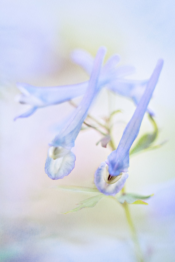 corydalis-china-blue 
 Corydalis flexuosa 'China Blue' 
 Keywords: Corydalis flexuosa 'China Blue', flower, spring, woodland, garden plant, blue, fine art, photography, macrophotography, texture