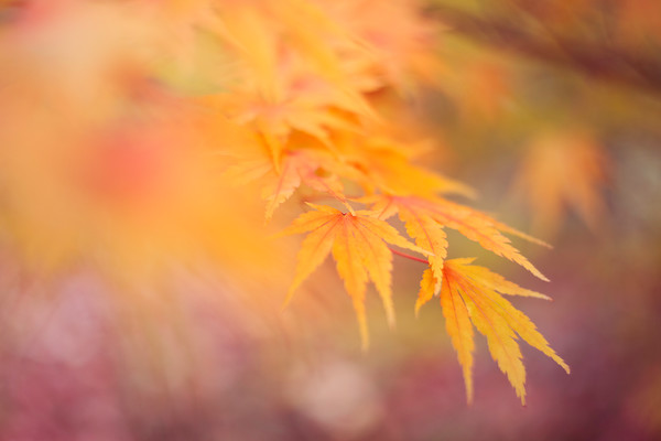 O5A9397 
 Keywords: Acer, Battleby, Scotland, autumn, foliage, garden photography, leaf, leaves, maple, tree,fall