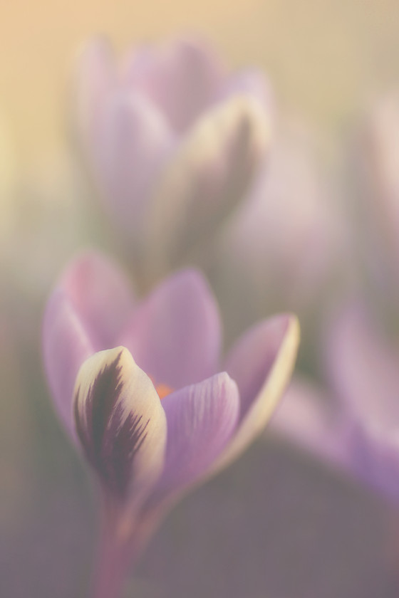 purple bliss 
 purple spring crocus 
 Keywords: crocus, flowers, bulbs, leavesnbloom, blooms soft photography dreamy romantic