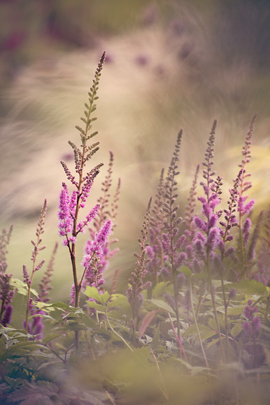 O5A5509 
 Pink spires of Astilbe pumilla in summer with drifts of stipa grass in the background. 
 Keywords: astilbe pumila chinesnsis, flower, garden photography