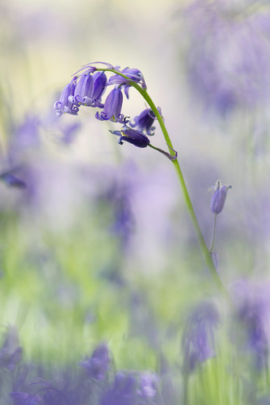 MG 6712 
 Bluebells in a Scottish bluebell wood 
 Keywords: bluebells, wild flower, native,flower, Hyacinthoides non-scripta , Scotland, woodland