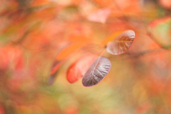 O5A9048 
 It's all about colour sometimes - Cotinus smokebush leaves and bokeh 
 Keywords: autumn, cotinus, foliage, garden photography, helios, leaves, m42, smoke bush, vintage lens