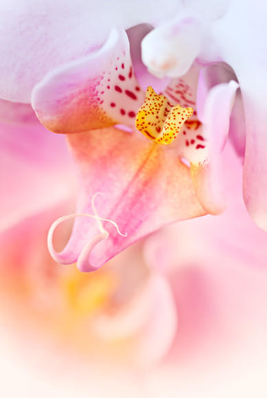 phalenopsis-moth-orchid 
 Moth orchid