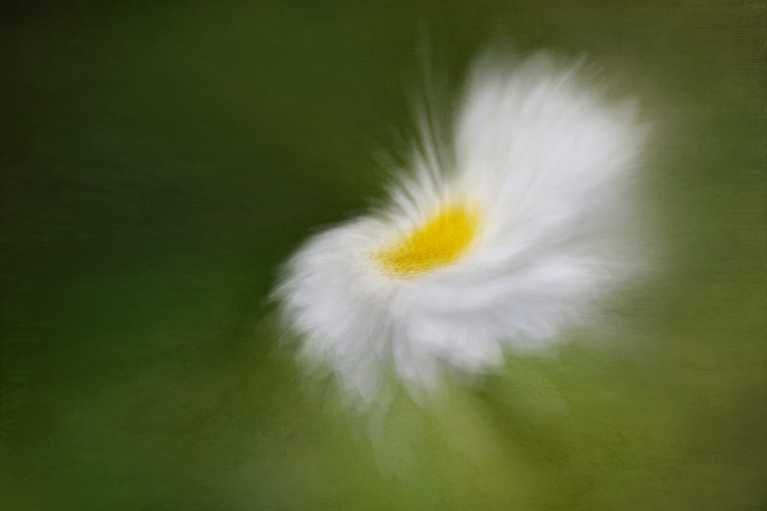 unsharpened-feverfew 
 She tossed her head back enjoying the feel of the wind through her hair then let it fall around her shoulders in wild abandonment.

~ Feverfew 
Tanacetum parthenium 
 Keywords: ICM, Tanacetum parthenium, abstract, blur, feverfew, fine art, garden, garden photography, herb, impressionism, impressionist, montage, native, plant, texture, wildflower, zoom