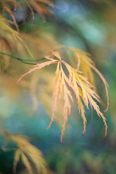 O5A8892 
 Acer leaves in autumn 
 Keywords: autumn, garden photography, acer, maple, fall