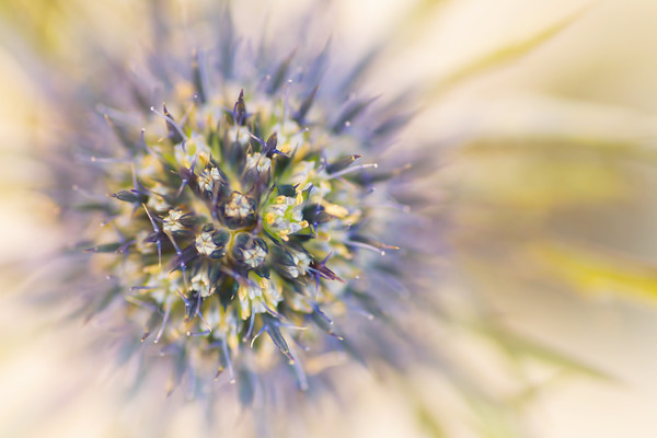 Eryngium Abstract 
 Eryngium You give me shivers down my spine! 
 Keywords: Eryngium, sea holly, thistle, blue, macro, spines,floral, botanical,macro, abstract, fine art,dreamy, soft photography romantic