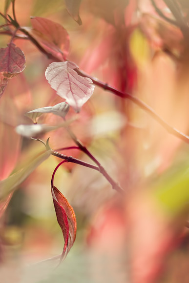 cornus-baton-rouge