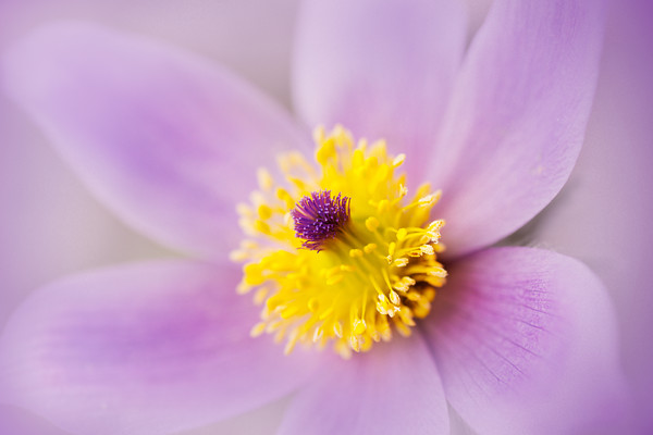 pulsatilla-pasque-flower-lilac 
 Pulsatilla/ Pasque flower in April 
 Keywords: pulsatilla, pasque, flower, alpine, rockery, plant, outdoors, garden, bloom, fluffy, soft, dreamy, bloom, macro