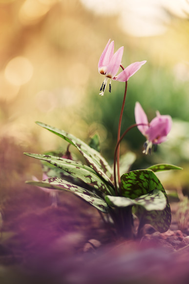 dogstoothviolet 
 A small clump of Dog's tooth violet flowers in the garden. 
 Keywords: leavenbloom, spring, flowers, dog's tooth violet, fawn lily, trout lily, adder's tongue, garden, Erythronium dens-canis, pink, blooms, twisted, reflexed, petals