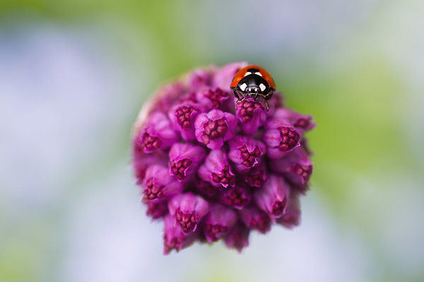 ladybird-(9) 
 A close up of a ladybird on an Allium 'Purple Sensation' bud in the spring garden. 
 Keywords: ladybird, ladybug, seven spot, Coccinella 7-punctata, allium purple sensation, animal, antenna, beetle, closeup, coccinella, coleoptera, detail, ecology, elytra, entomology, face, flower, bud, Umbelifier, front, looking, insect, macro, nature, petal, flower, flora, garden plant, single flower, spring, red, purple, colour image, coloured background, extreme close up, nature, one animal, vibrant, colourful, colorful, outdoors, Scotland, promising