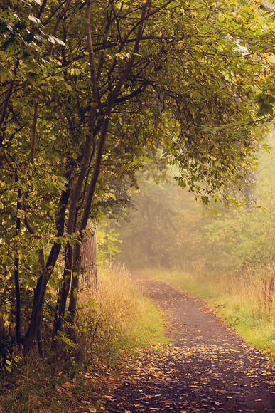 foggy autumn perthshire path 
 A foggy morning in Perthshire 
 Keywords: foggy, path, Perthshire, Scotland, autumn