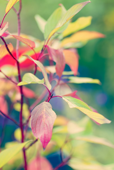 cornus-baton-rouge-high-res-2