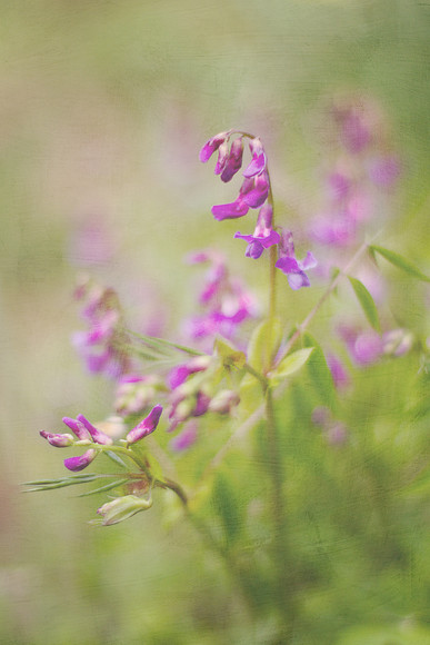 spring-vetchling-Lathyrus-vernus 
 spring vetchling Lathyrus vernus 
 Keywords: spring vetchling, Lathyrus vernus, floral, botanical, spring pea, flora, purple, flowers, blooms, texture, soft, dreamy