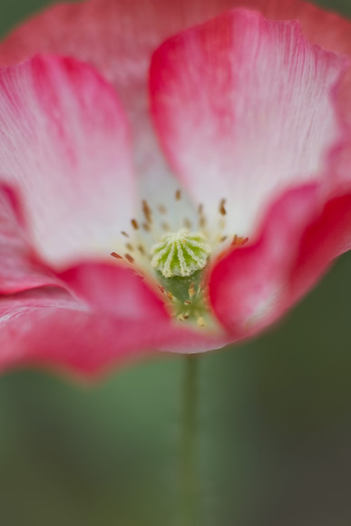 IMG 0026 
 Keywords: poppy