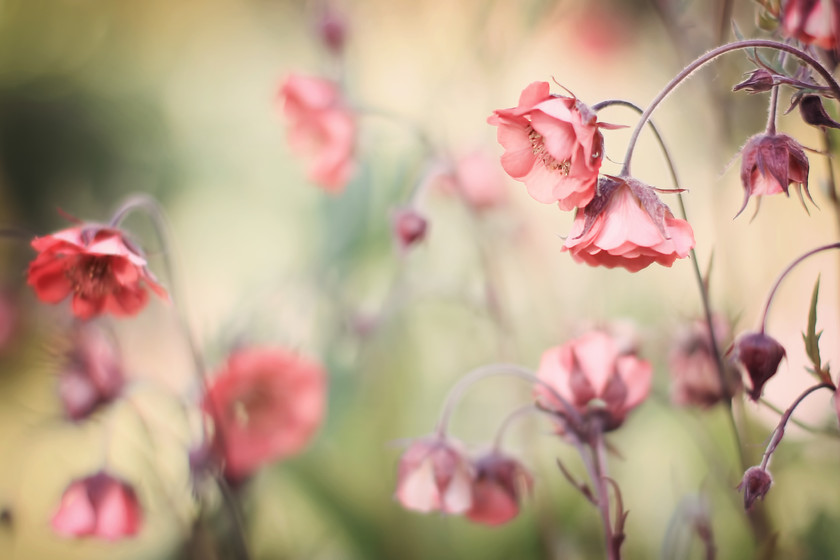 geum rivale leonards variety 
 vintage geum rivale 'leonards variety' flowers 
 Keywords: geum rivale 'leonards variety',flowers, leavesnbloom,Perthshire nature photographer, Perthshire fine art, Rosie Nixon,botanical, horticulture,floral fine art,interior design,wall art,photography,living room,bedroom,lounge,bathroom,ensuite,lobby, hall, vestibule,study,office,sitting room,den,family room,drawing room, foyer,library,sunroom,conservatory