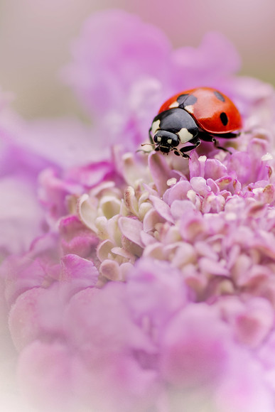 ladybird-(41) 
 a ladybird on scabious flower 
 Keywords: ladybird, ladybug, 7 spot, Coccinella 7 punctata, flowers, bud, garden plant, native, wildlife, insect, beetle, red, black, spots, Perthshire, Scotland, spring, April, nature, animal, antenna, beetle, closeup, coccinella, coleoptera, detail, ecology, elytra, entomology, macro, nature, petal, flower, flora, garden plant, single flower, spring, predominant pink color, red, colour image, coloured background, extreme close up, nature, one animal, romantic, colourful, colorful, outdoors, Scotland, scabious