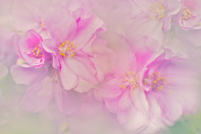 pink-abutilon 
 pink abultilon 
 Keywords: pink, petals, multiple exposure, abultilon, flower, garden, shrub, June