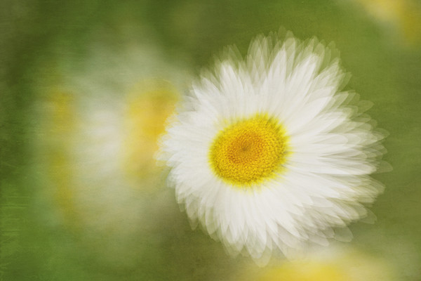 Anthemis-tinctoria-hollandaise-sauce 
 Anthemis tinctoria 'Sauce Hollandaise' commonly known as Dyer's chamomile impressionist double exposure montage with a fine art texture. 
 Keywords: Anthemis tinctoria 'Sauce Hollandaise', dyer's chamomile, impressionism, impressionist, double exposure, montage, fine art, texture, yellow, single, flower, bloom, single, garden plant