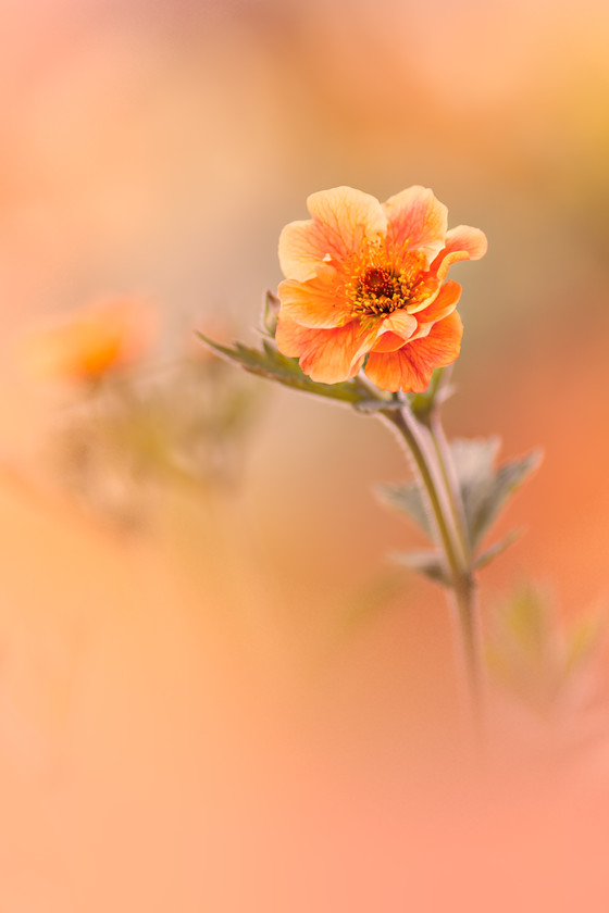 orange-geum 
 orange geum - Geum totally tangerine 
 Keywords: orange, geum, totally tangerine