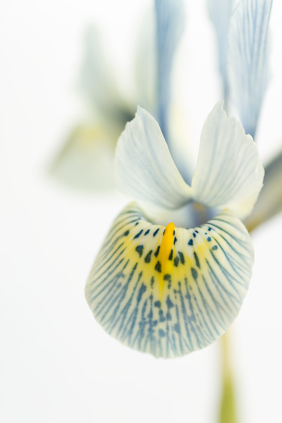 unsharpened-iris-reticulata-katharine-hodgkin 
 Iris reticulata Katharine Hodgkin