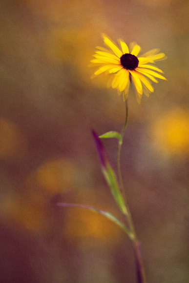 rudbeckia-little-suzy 
 rudbeckia