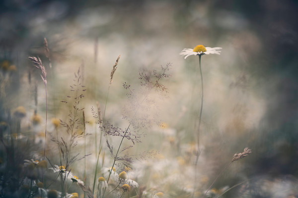 O5A3470 
 Keywords: Countries, Daisy, Leucanthemum vulgare, Other Keywords, Oxeye Daisy, Perthshire, Photography Jargon, Scotland, Seasons, Summer, UK, colours, countryside, field, flowers, garden photography, native plant, nature, outdoors, ox eye daisies, plant, rural, white, wildflower, wildflowers