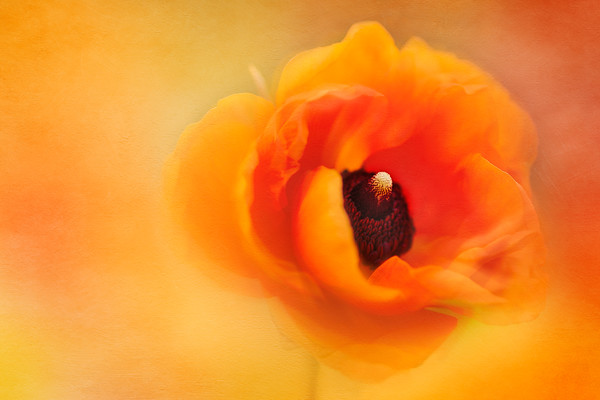 ranunculus-cafe-caramel-copy 
 An orange ranunculus flower with a fine art texture 
 Keywords: orange, ranunculus, petals, flower, single, texture, fine art, coral, soft, dreamy, romantic