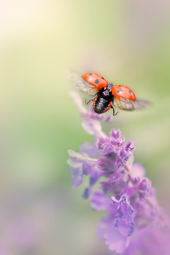 unsharpened-ladybird-taking-off 
 It's a new beginning so embrace your passion and creativity. Let's fly in freedom! 
 Keywords: Coccinella 7-punctata, Scotland, Seasons, Spring, animal, animals, antenna, beetle, catmit, closeup, coccinella, coleoptera, colorful, colour image, coloured background, colourful, colours, detail, ecology, elytra, entomology, extreme close up, face, flora, flower, flying, garden photography, garden plant, insect, jumping, jumping for joy, ladybird, ladybug, macro, nature, nepeta, one animal, outdoors, perth, petal, predominant gree color, red, seven spot, vibrant