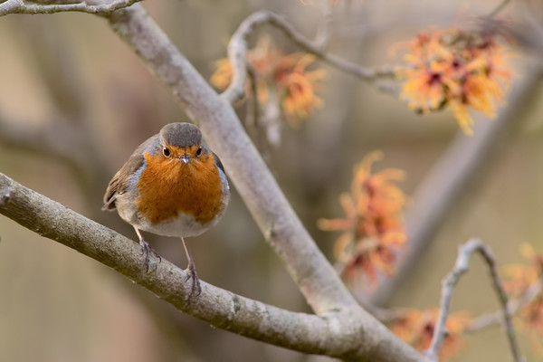 O5A4384a 
 Keywords: Countries, Scotland, february, garden, garden photography, leavesnbloom, perthshire, rosie nixon