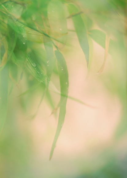 bamboo-grass-muliple-exposure 
 Multiple exposure of bamboo leaves 
 Keywords: bamboo, garden photography, multiple exposure