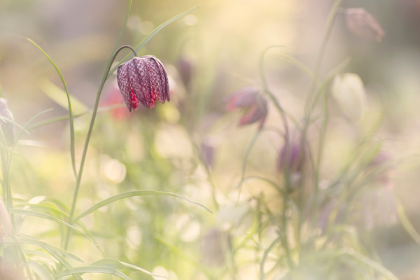 snakes-head-fritillary-2 
 snake's head fritillary single flower in April 
 Keywords: snake's head fritillary, Fritillaria meleagris, flowers, garden, uk, native