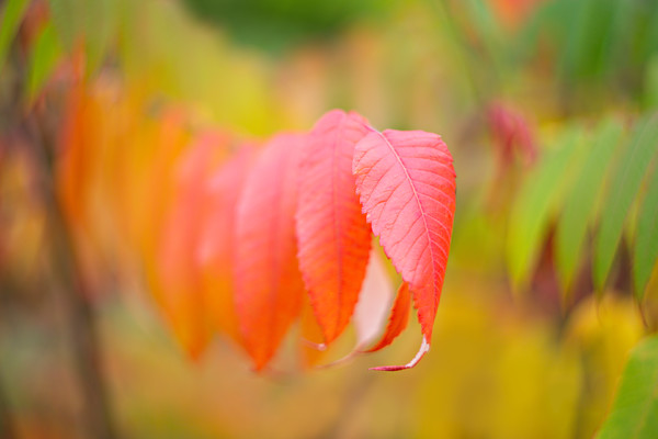 rhus O5A8980 
 Keywords: Countries, Other Keywords, Photography Jargon, Scotland, Seasons, autumn, colour, foliage, garden photography, helios, leaves, m42, rhus, vintage lens