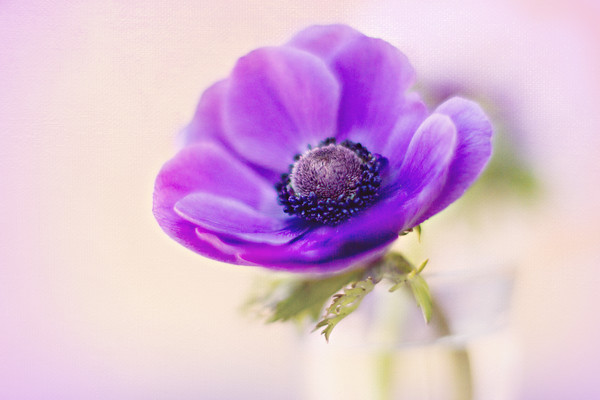 anemone-blue-1-textured 
 blue anemone de caen 
 Keywords: anemone, fine art