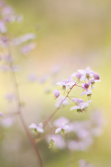 Thalictrum-Flowers-by-Rosie-Nixon 
 purple and lavender Thalictrum flowers 
 Keywords: Thalictrum, flowers, blooms, rosie nixon, leavesnbloom, photography, botanical, floral, soft, dreamy romantic, haze