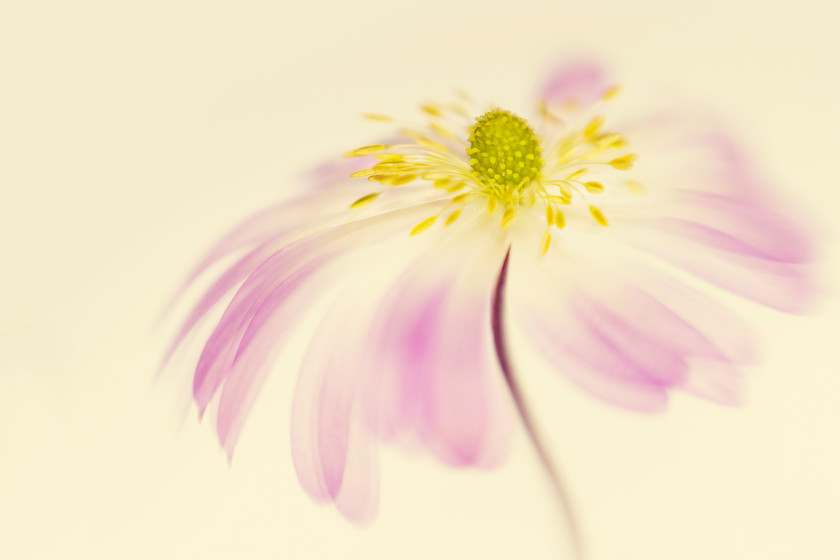 155773 
 caption still to be written 
 Keywords: anemone blanda, pink, flower, floral, bloom, single, still life, movement, petals