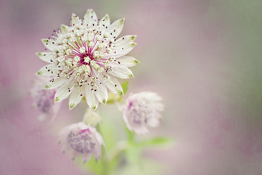 astrantia-summer-flower-macro 
 astrantia summer flower 
 Keywords: astrantia, masterwort, summer flower, Rosie Nixon, leavesnbloom fine art and photography