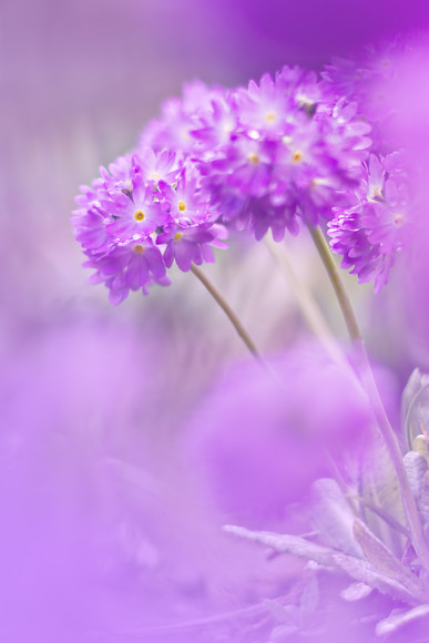 primula-denticulata-5202 
 primula denticulata drumstick flowers in Spring 
 Keywords: primula denticulata, spring, flowers, soft, dreamy, floral, Rosie Nixon, romantic, leavesnbloom, Perthshire, Scotland