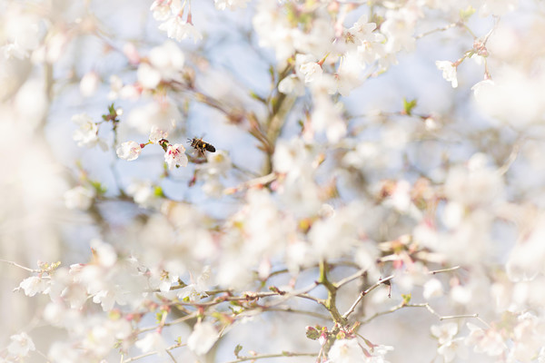 cherry-blossom-and-bee