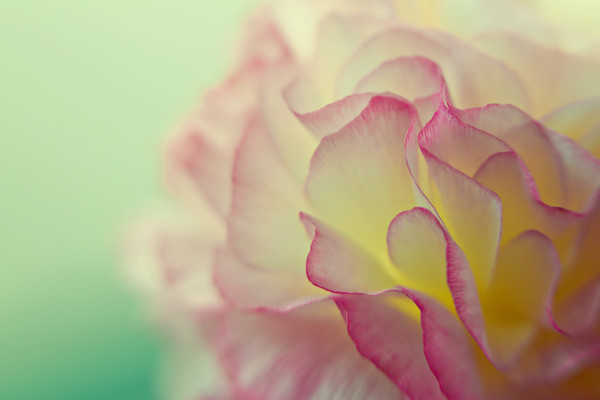 ranunculus-1 
 ranunculus pink petals 
 Keywords: ranunculus, petals, flower