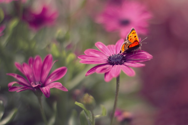 ready for take off Rosie Nixon 
 small copper butterfly getting ready for take off. 
 Keywords: copper, rosie nixon, romantic, soft, dreamy, photography, nature, butterfly