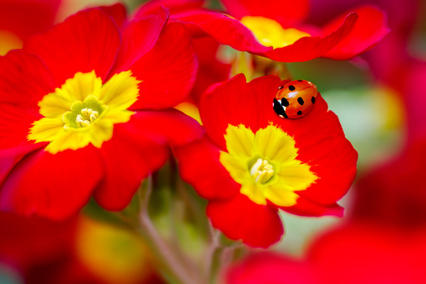 ladybird-(2) 
 a 7 spot ladybird on a red polyantha flower 
 Keywords: red, polyanthus, primula, petals, flowers, blooms, botanical, beetle, ladybird, ladybug, 7 spot ladybird