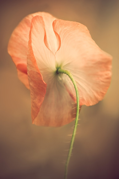 IMG 2308a 
 Keywords: poppy