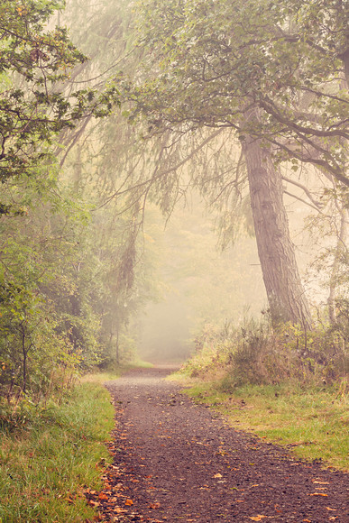 foggy-perthshire-1 
 foggy september morning 
 Keywords: fog, perthshire, september, rural, trees, foliage, autumn, fall