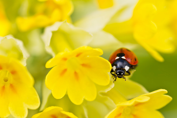 ladybird on yellow cowslip flowers 
 A 7 spot ladybird on a Primula veris 'Cabrillo' yellow cowslip in Spring 
 Keywords: ladybird, ladybug, seven spot, Coccinella 7-punctata, animal, antenna, beetle, closeup, coccinella, coleoptera, detail, ecology, elytra, entomology, face, flower, front, looking, insect, macro, nature, petal, flower, flora, garden plant, flower, spring, cowslip, Primula veris 'Cabrillo', predominant yellow, red, colour image, coloured background, extreme close up, nature, one animal, vibrant, colourful, colorful, outdoors, Scotland